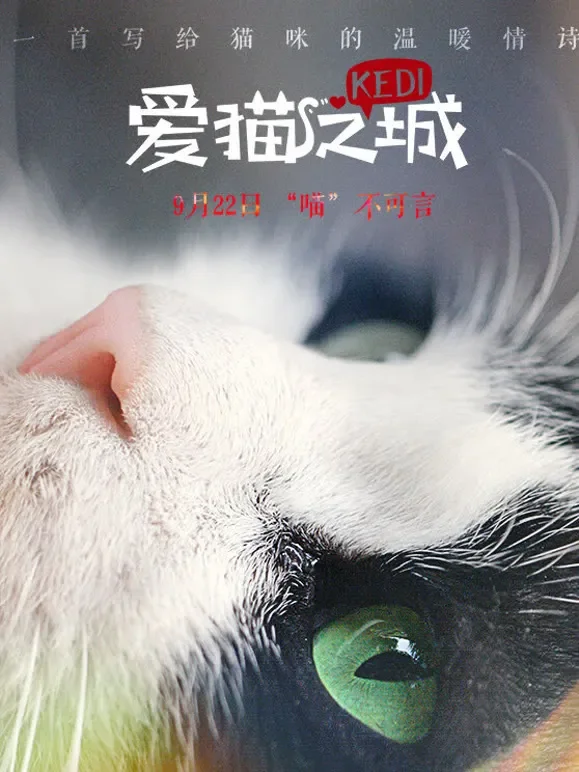 爱猫之城电影海报