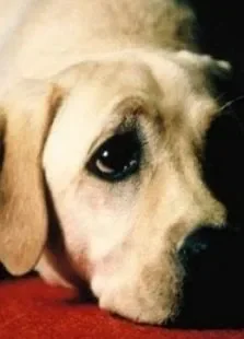 导盲犬小Q电影海报