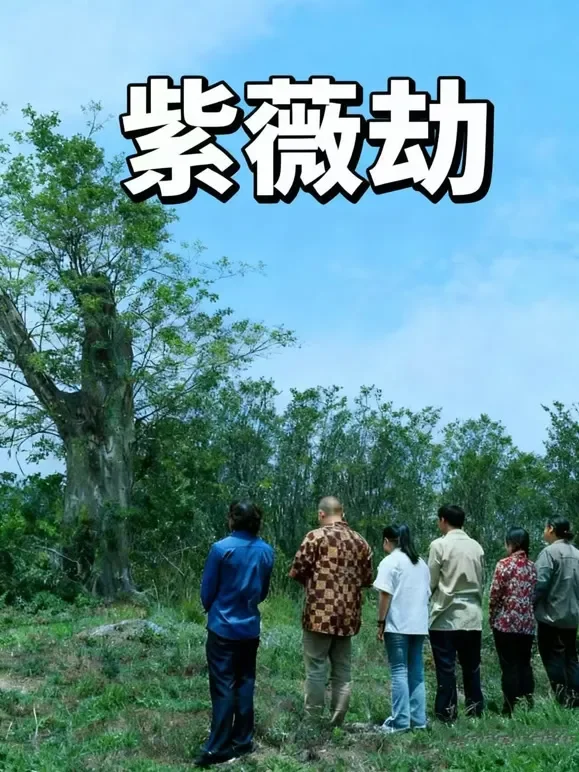 紫薇劫短剧海报