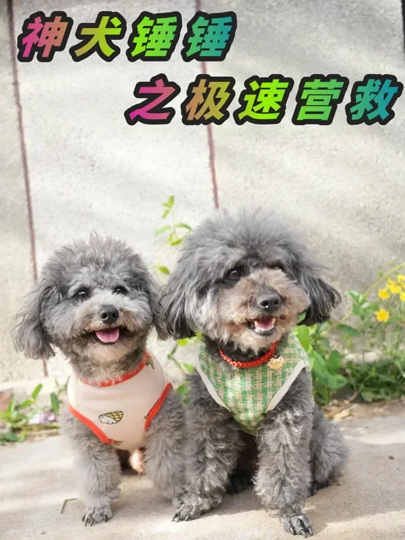 神犬锤锤极速营救短剧海报