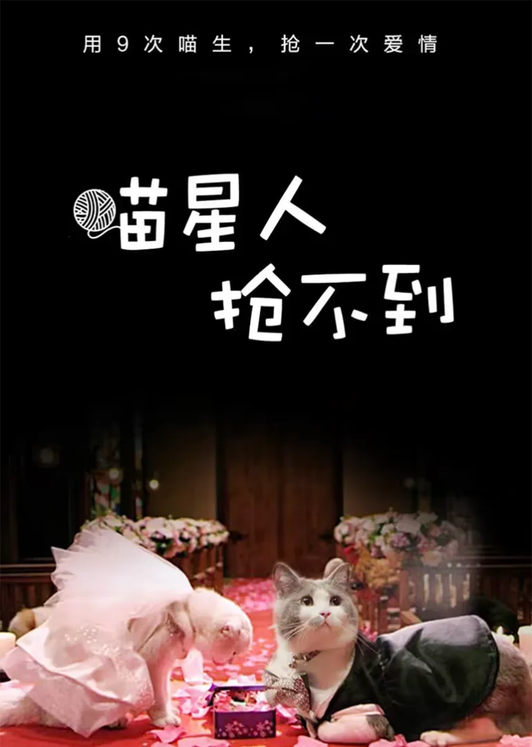 喵星人抢不到电视剧海报