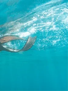 一寸灰电视剧海报