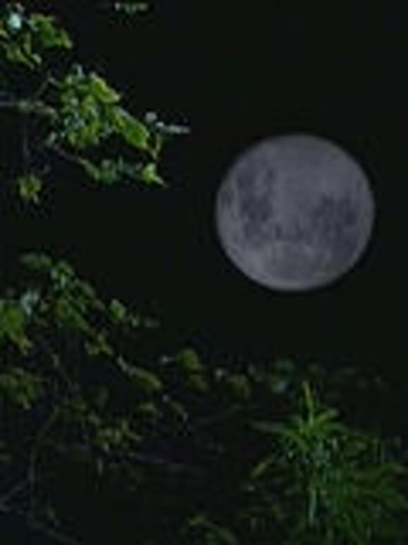 狂野之夜