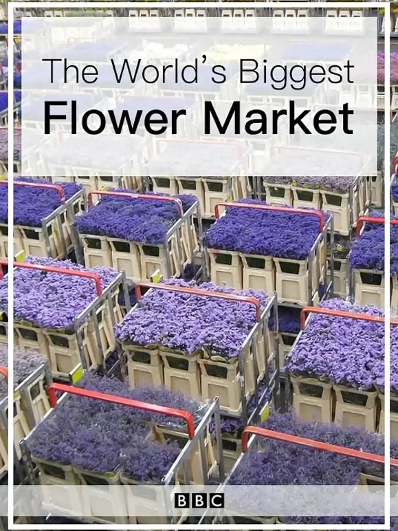 世界上最大的鲜花市场综艺海报