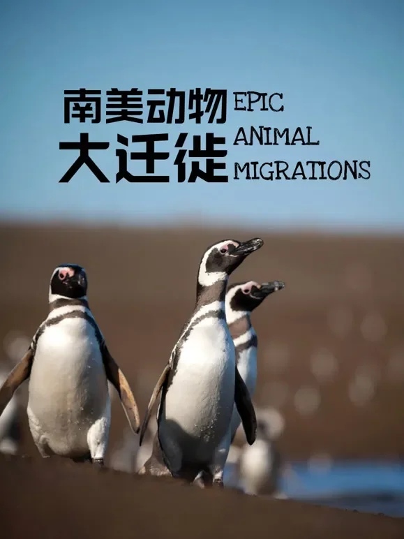 南美动物大迁徙英文版综艺海报