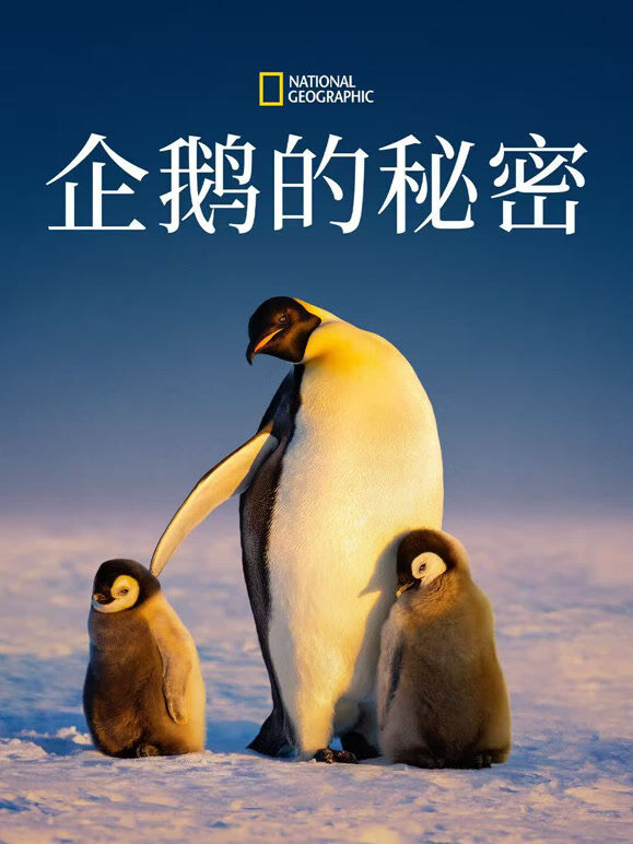 企鹅的秘密
