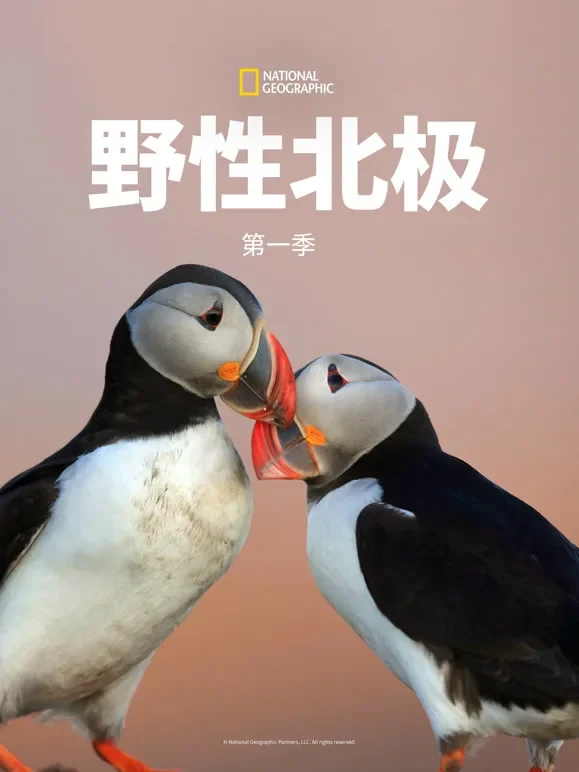 野性北极 第一季综艺海报