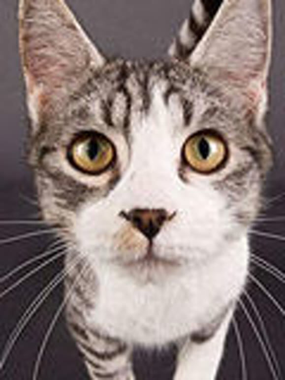 猫咪101