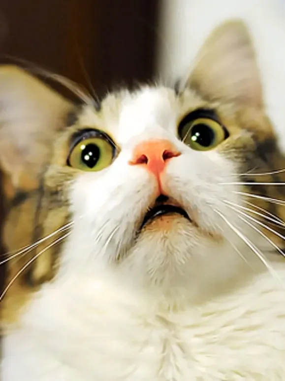 猫咪的秘密生活综艺海报