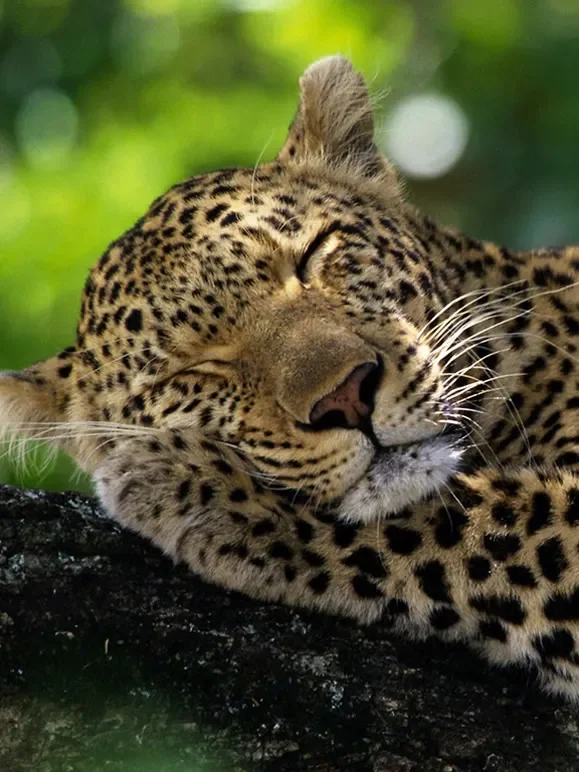 野生动物的睡眠综艺海报