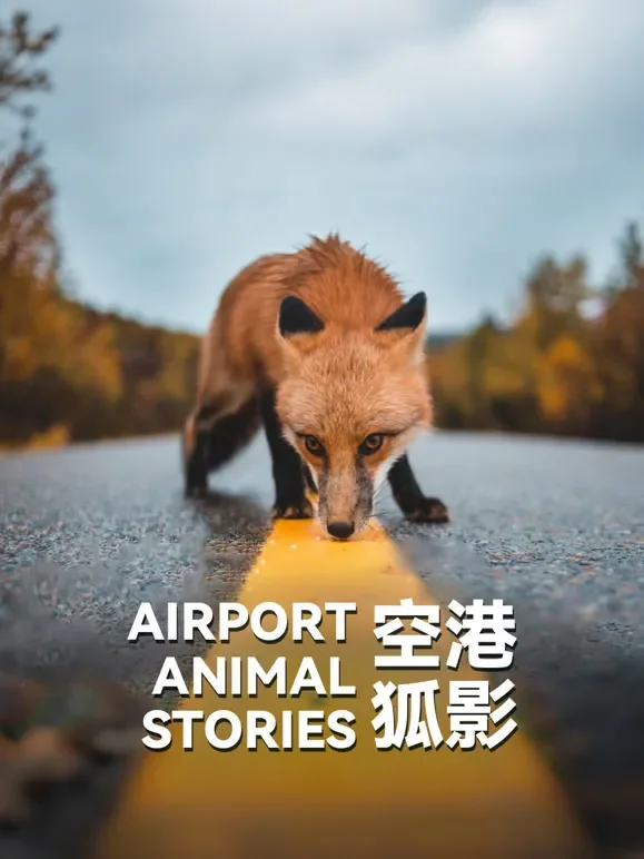 空港狐影英文版综艺海报
