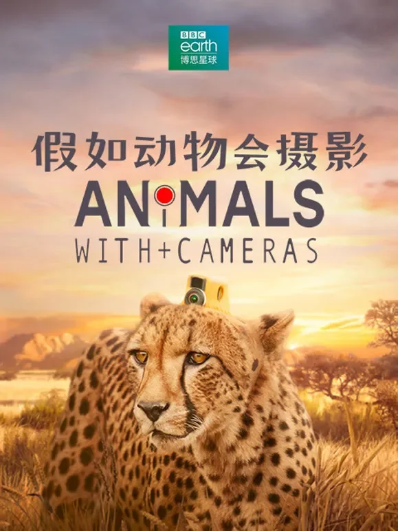 假如动物会摄影 中文版综艺海报