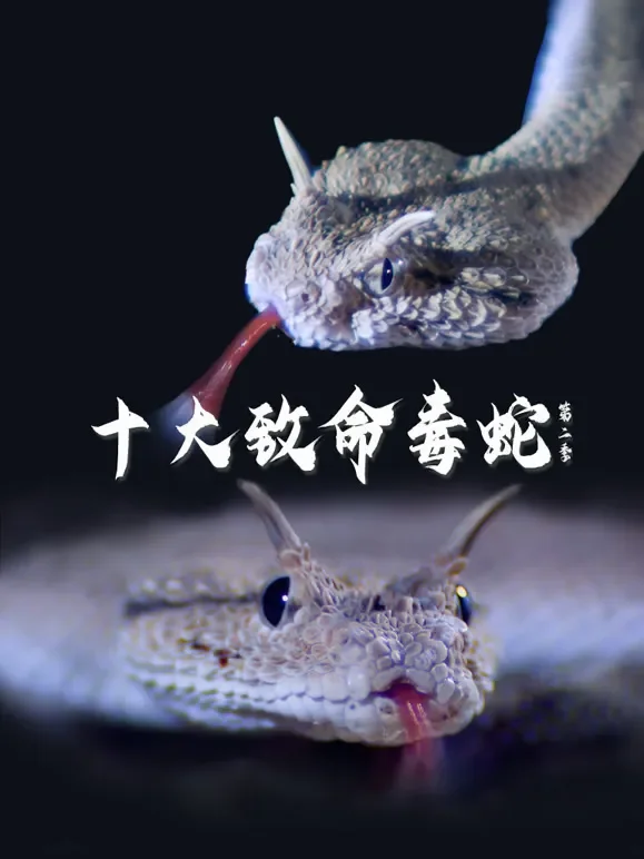 十大致命毒蛇第二季综艺海报
