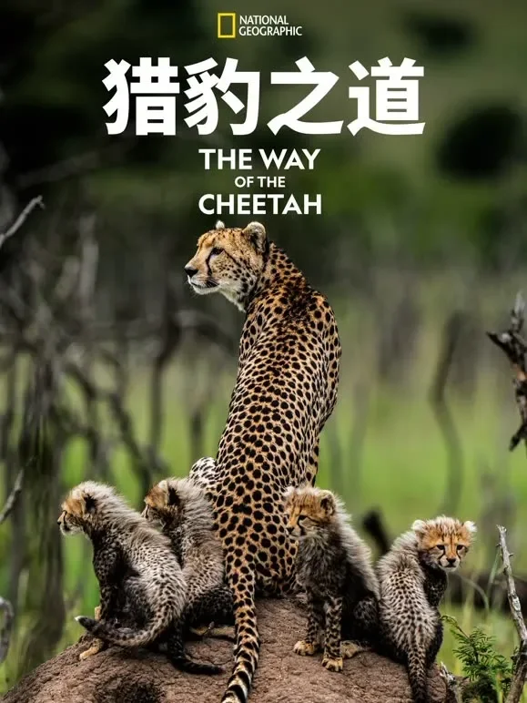 猎豹之道综艺海报