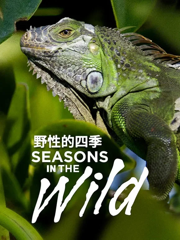 野性的四季综艺海报