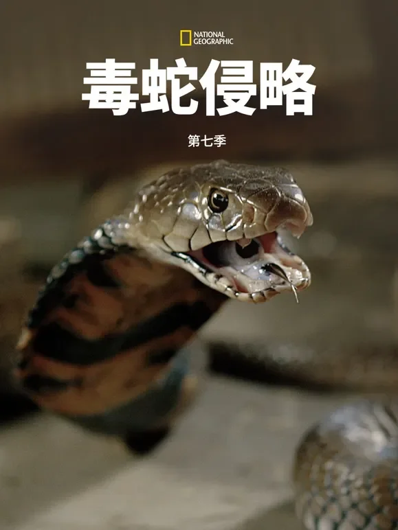 毒蛇侵略 第七季 中配版综艺海报