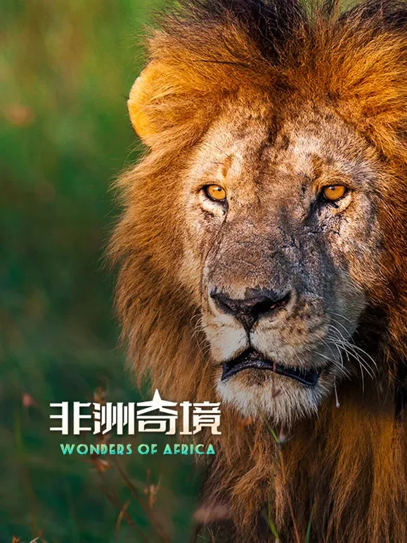 非洲奇境综艺海报