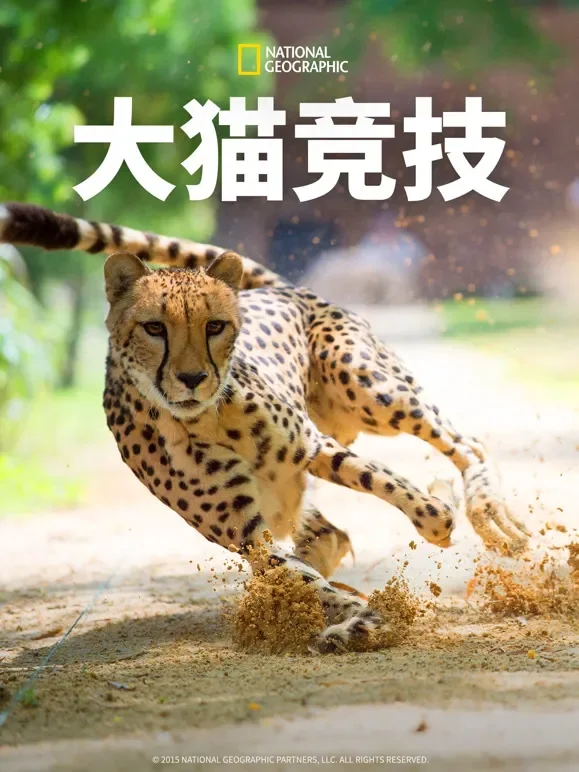 大猫竞技综艺海报