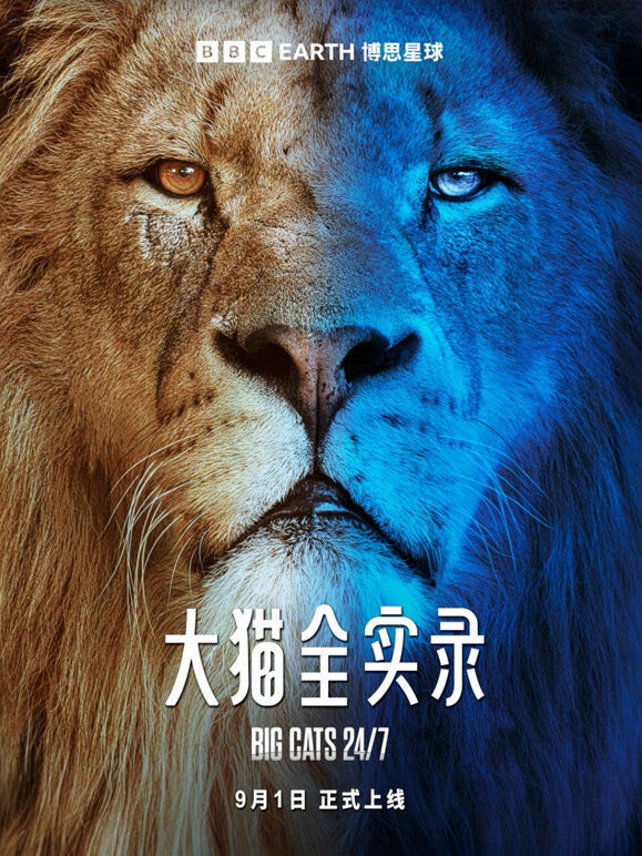 大猫全实录