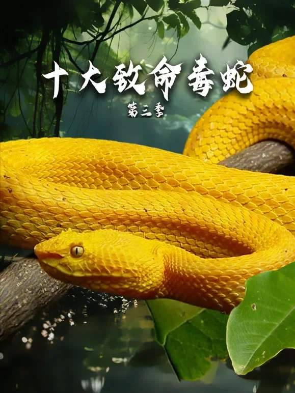 十大致命毒蛇第三季综艺海报