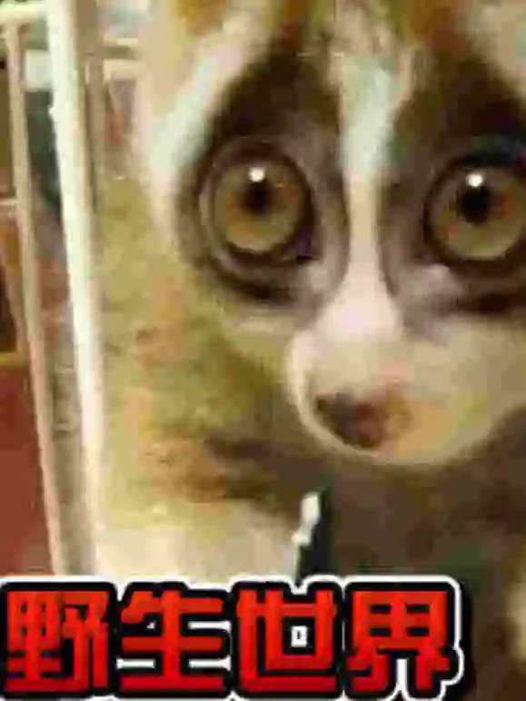 动物园的野生世界 第二季综艺海报