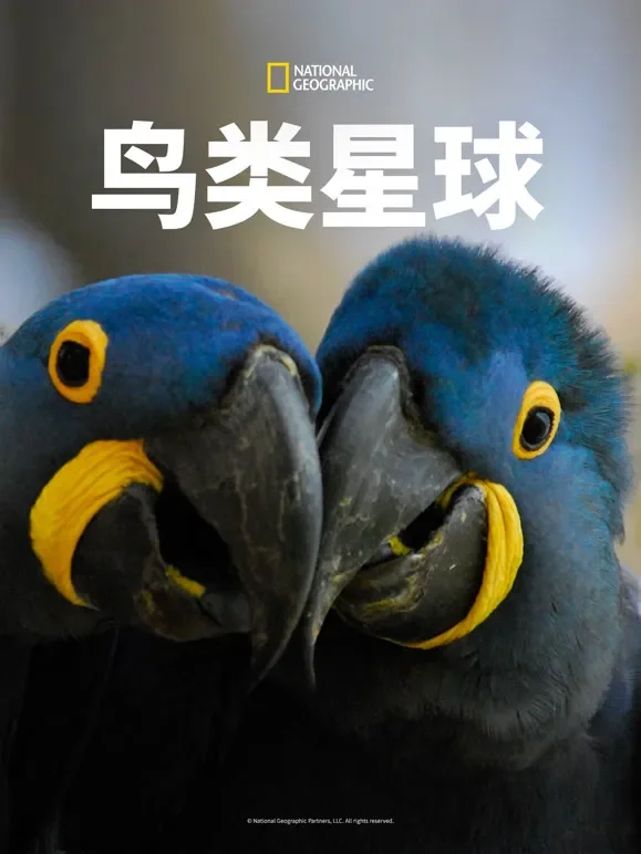 鸟类星球综艺海报