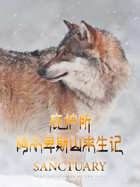 庇护所：阿尔卑斯山求生记综艺海报