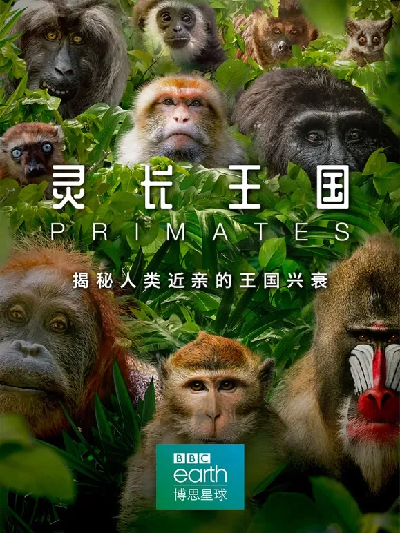 灵长王国综艺海报