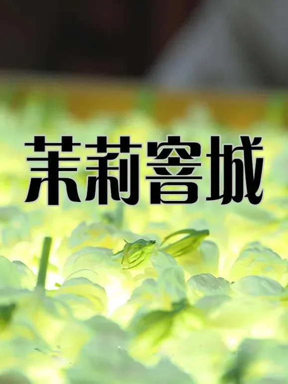 茉莉窨城综艺海报