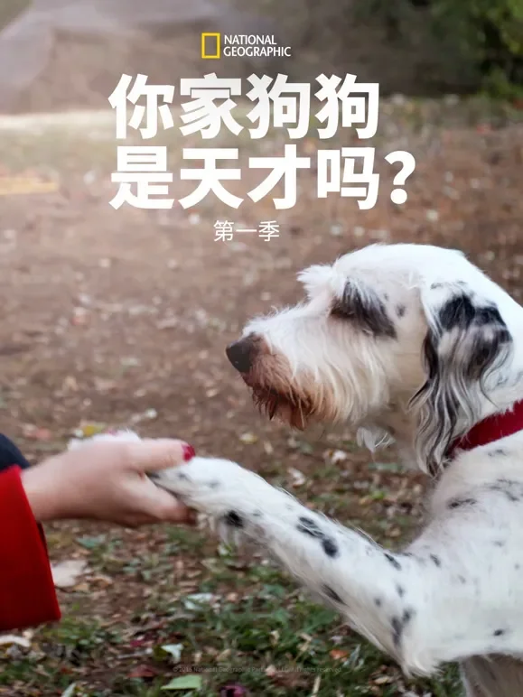 你的狗狗是天才吗？ 第一季综艺海报