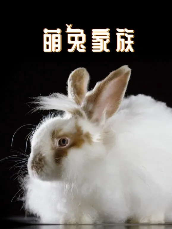萌兔家族综艺海报