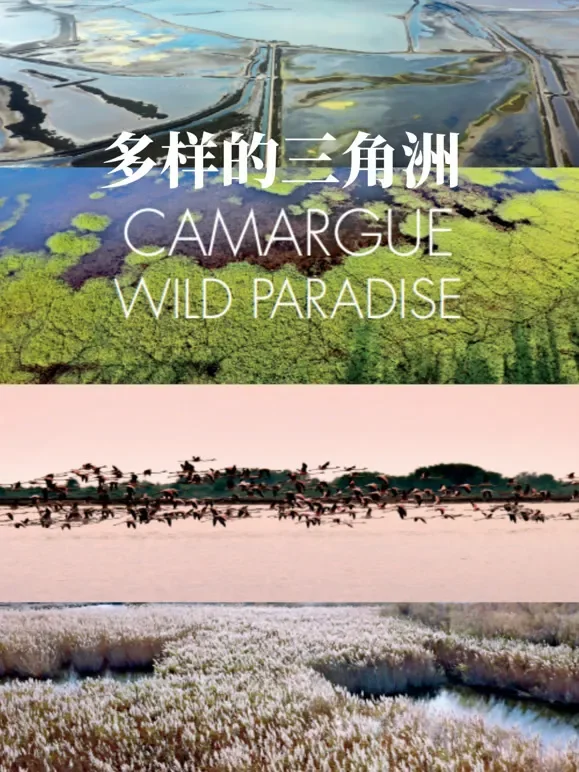 多样的三角洲英文版综艺海报