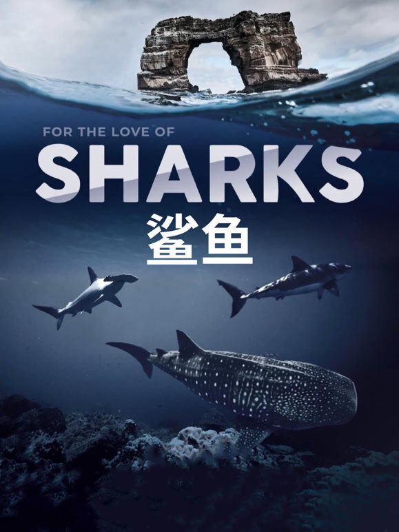 鲨鱼中文版