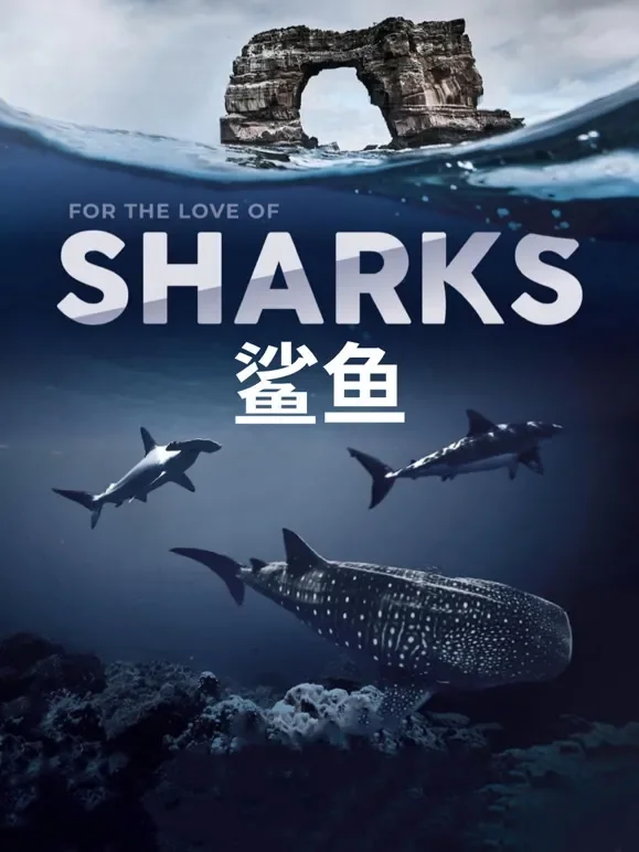 鲨鱼中文版综艺海报