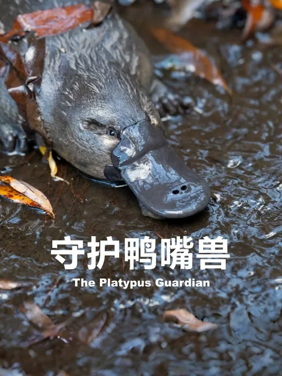 守护鸭嘴兽综艺海报