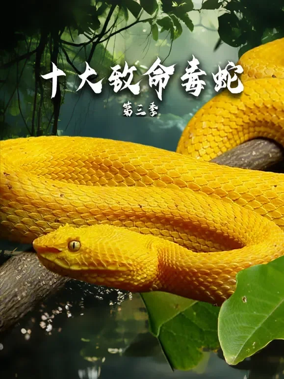 十大致命毒蛇第三季-配音版综艺海报