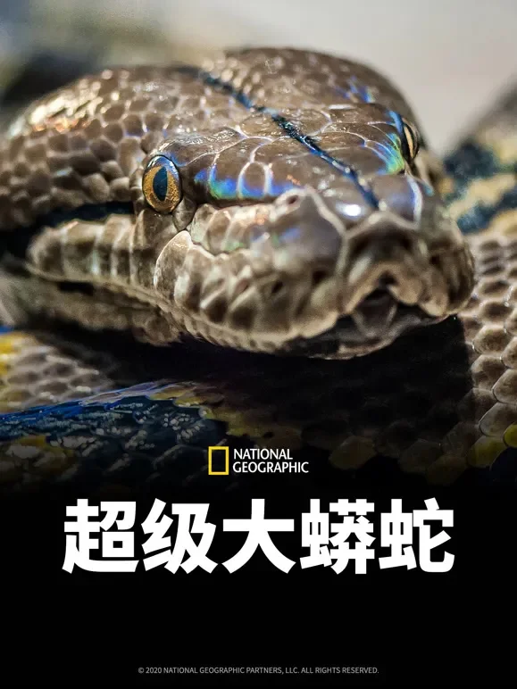 超级大蟒蛇综艺海报