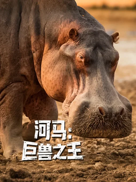 河马：巨兽之王综艺海报