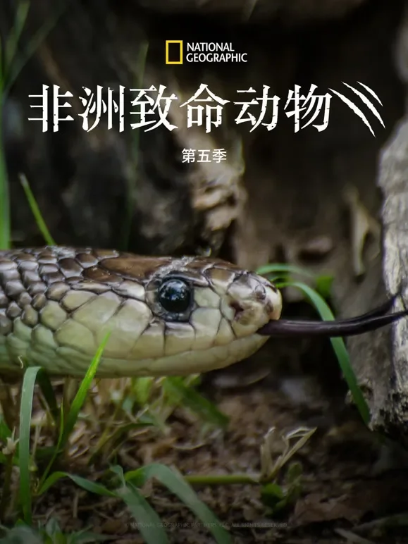 非洲致命动物 第五季综艺海报