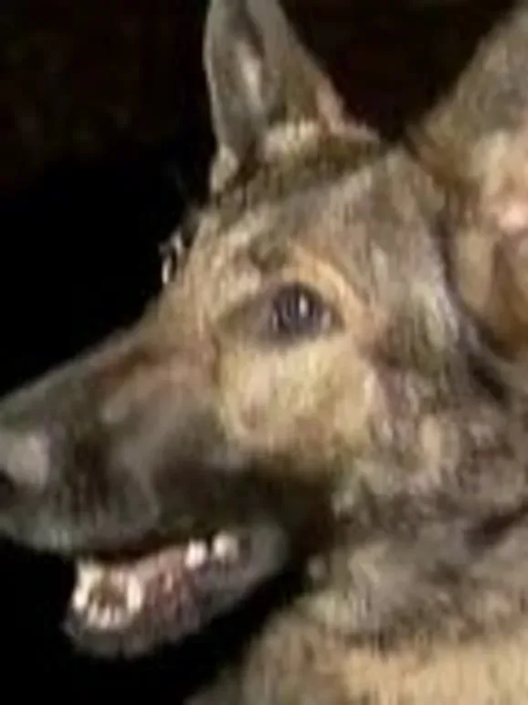 警犬出击综艺海报