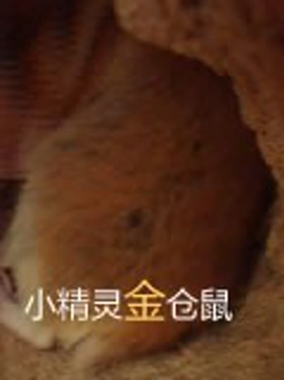 小精灵金仓鼠