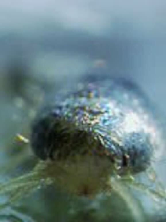 起居室里的寄生虫